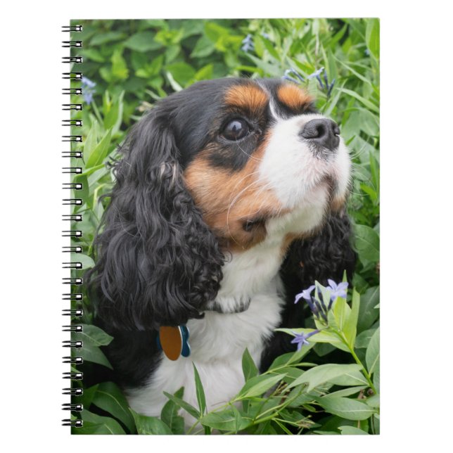 Caderno Espiral Tricolor Cavalier King Charles Spaniel Dog (Frente)