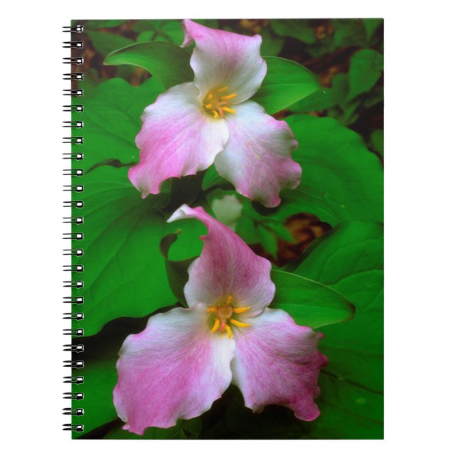 Caderno Espiral Trillium (Frente)