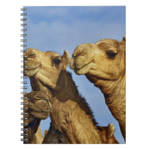 Caderno Espiral Trío de camelos, mercado de camelos, Cairo, Egito