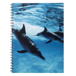 Caderno Espiral Trio de Golfinhos