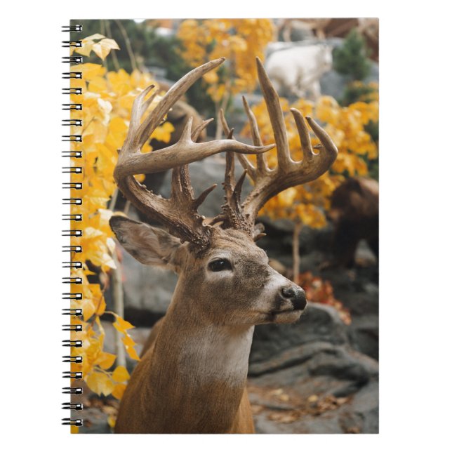 Caderno Espiral Trophy Deer (Frente)
