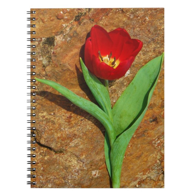 Caderno Espiral Tulipa Amarela e Vermelha (Frente)