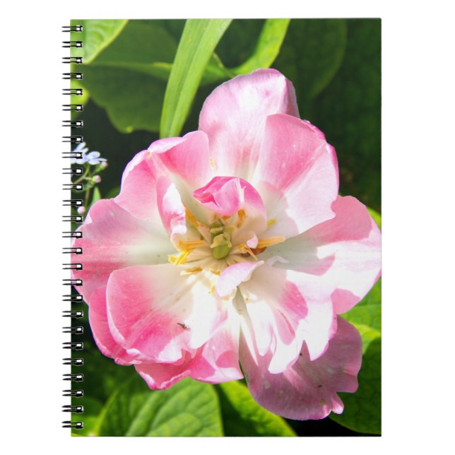 Caderno Espiral Tulipa rosa-branca (Frente)