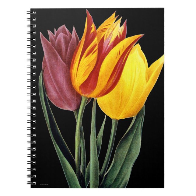 Caderno Espiral Tulipa (Tulipa Gesneriana) (Frente)