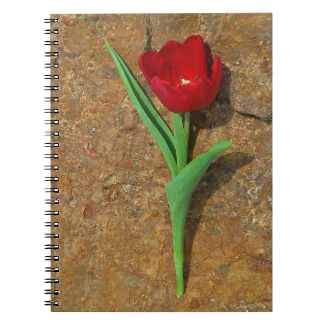 Caderno Espiral Tulipa vermelha e amarela (Frente)
