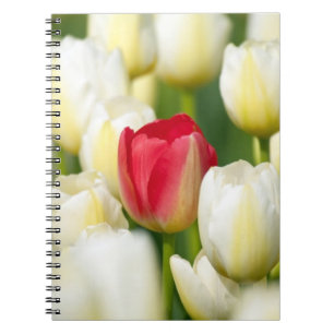 Caderno Espiral Tulipa vermelha em um campo das tulipas brancas