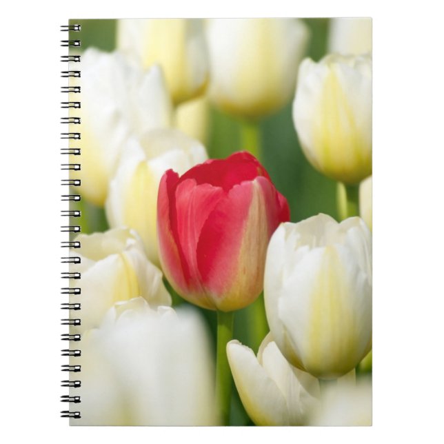 Caderno Espiral Tulipa vermelha em um campo das tulipas brancas (Frente)