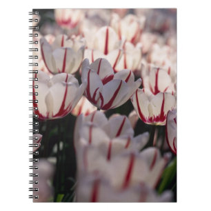 Caderno Espiral Túlipas