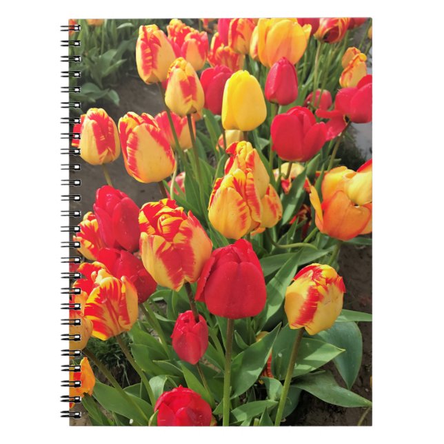 Caderno Espiral Tulipas Amarelas e Vermelhas (Frente)