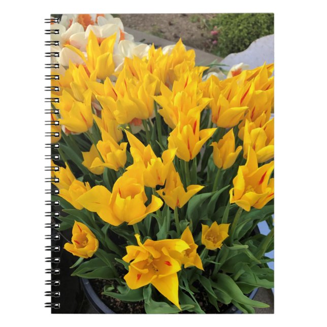 Caderno Espiral Tulipas Amarelas Únicas (Frente)