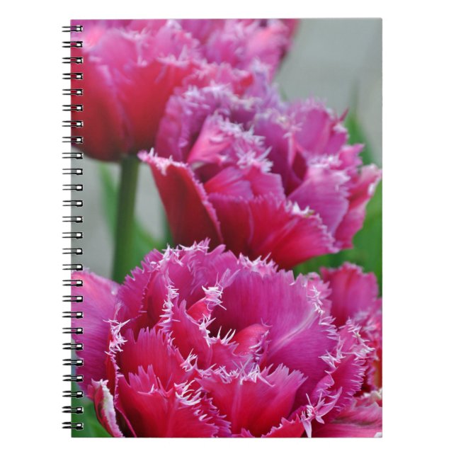 Caderno Espiral Tulipas de papagaio rosa (Frente)