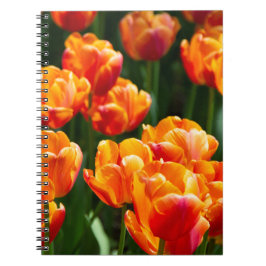 Caderno Espiral Tulipas laranja brilhante no parque   