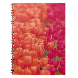 Caderno Espiral Tulipas laranja e rosa