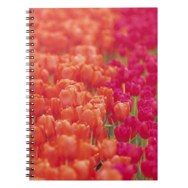 Caderno Espiral Tulipas laranja e rosa (Frente)