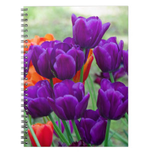 Caderno Espiral Tulipas roxas escuras num dia ensolarado no jardim