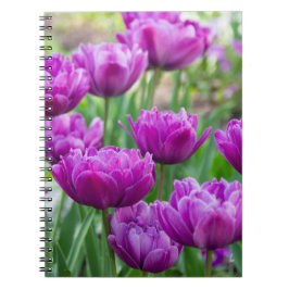 Caderno Espiral Túlipes lilases brilhantes em um dia ensolarado   