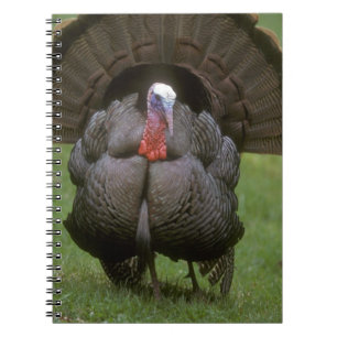 Caderno Espiral Turquia