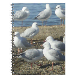 Caderno Espiral Um bando de notebooks Seagulls
