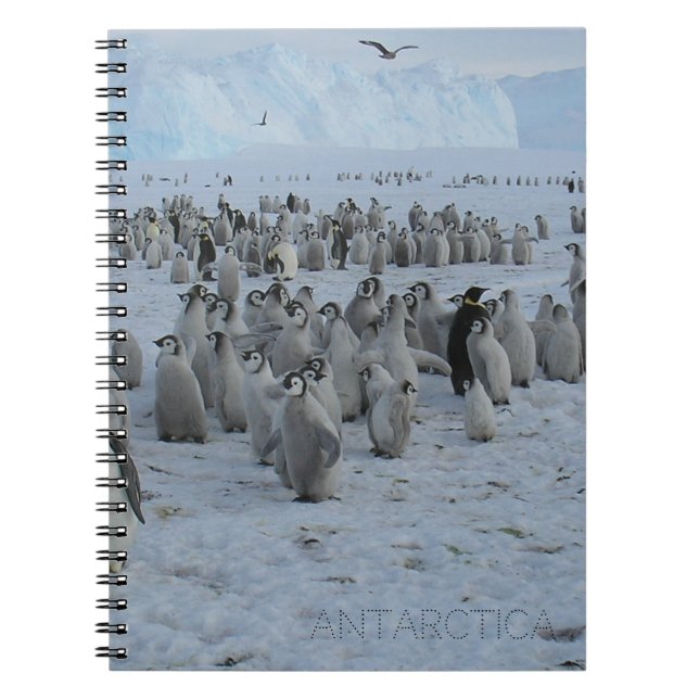 Caderno Espiral Um bando de pingões na Antártica, foto. (Frente)