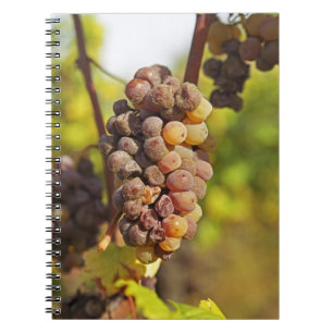 Caderno Espiral Um cacho de uva Semillon mofado no Ch Raymond Lafo