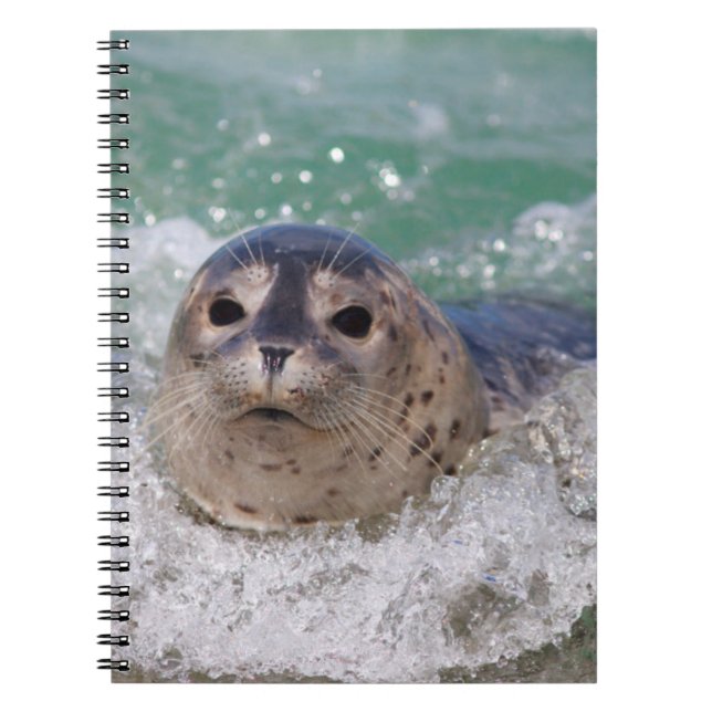 Caderno Espiral Um filhote de foca surfando (Frente)