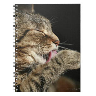 Caderno Espiral Um gato de gato malhado que lambe seu paw.