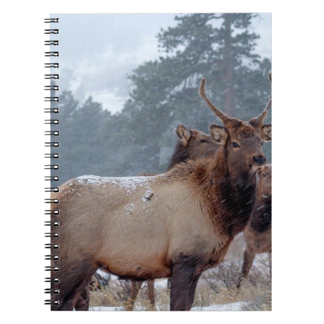 CADERNO ESPIRAL UM GRUPO DE DEERS (Frente)