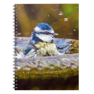 Caderno Espiral Um melharuco azul no Birdbath
