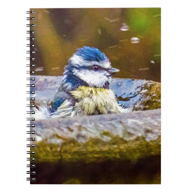 Caderno Espiral Um melharuco azul no Birdbath (Frente)