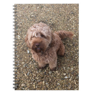 Caderno Espiral Um notebook Cavapoo super doce