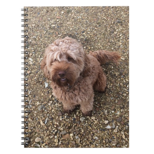 Caderno Espiral Um notebook Cavapoo super doce (Frente)