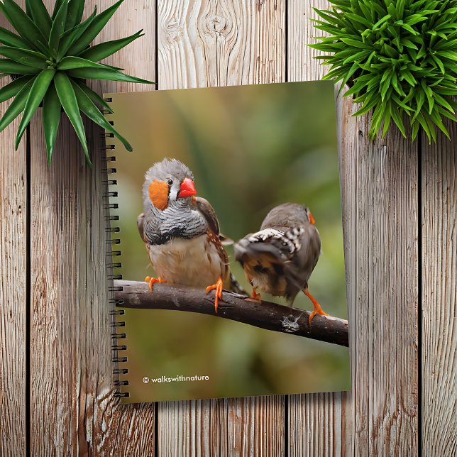 Caderno Espiral Um Par Cheiroso de Zebra Finches (Cheeky Pair of Zebra Finches Journal Cover Photo)