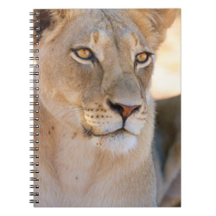 Caderno Espiral Um retrato de uma Leoa olhando à distância