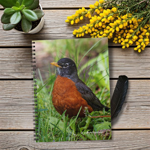 Caderno Espiral Um Robin Americano Esperançoso