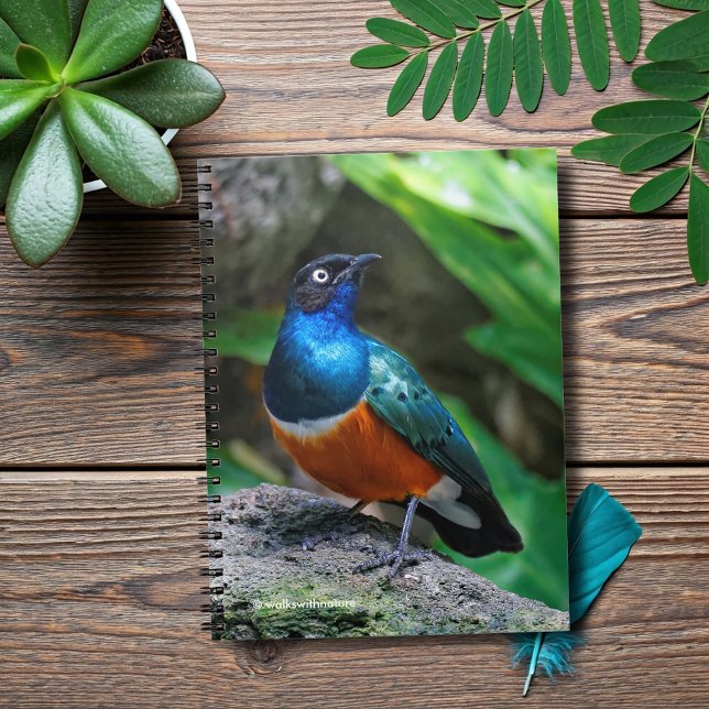 Caderno Espiral Um surpreendente cantor africano Starling (African Super Starling on a Rock Journal Cover Photo)