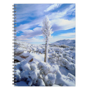 Caderno Espiral Um yucca coberto de neve