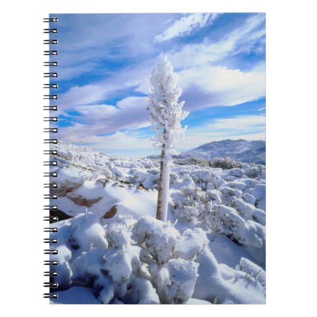 Caderno Espiral Um yucca coberto de neve (Frente)