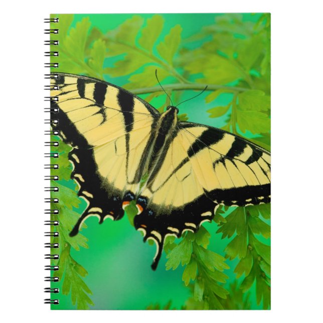 Caderno Espiral Uma Borboleta Rabo de Andorinha Pousando (Frente)