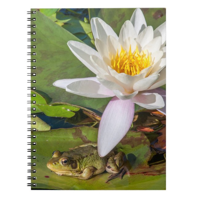 Caderno Espiral Uma rã sob uma flor de nenúfar (Frente)