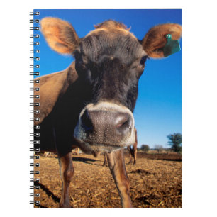 Caderno Espiral Uma vaca Jersey curiosa