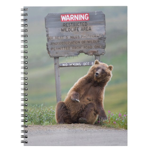 Caderno Espiral Urso Cinzento Brinca Com Placa (Frente)