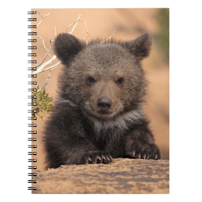 Caderno Espiral Urso Cub do urso (Frente)