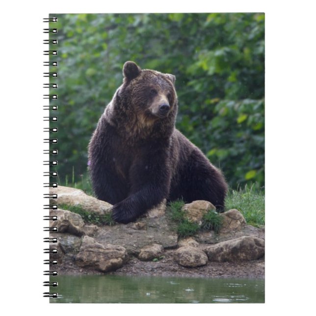 Caderno Espiral Urso de Brown (Frente)