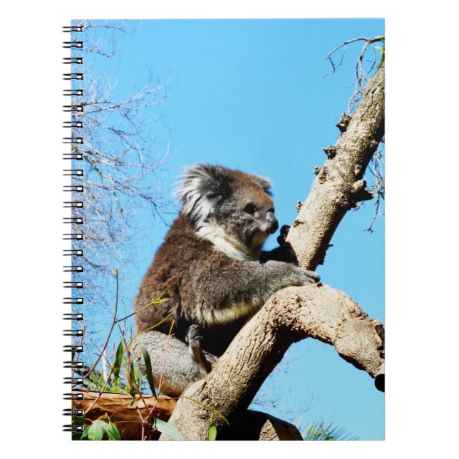 Caderno Espiral Urso De Koala Australiano Em Árvore De Pinheiro An (Frente)