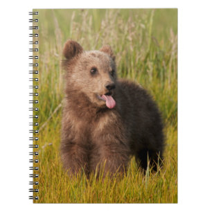 Caderno Espiral Urso engraçado do bebê das imagens de Getty