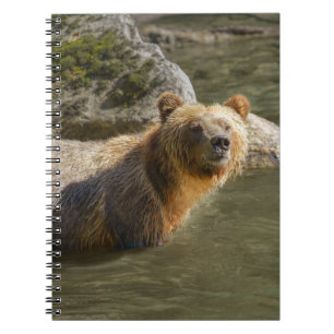 Caderno Espiral Urso Grizzly Selvagem No Rio Orford