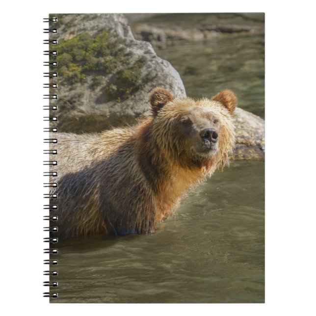 Caderno Espiral Urso Grizzly Selvagem No Rio Orford (Frente)