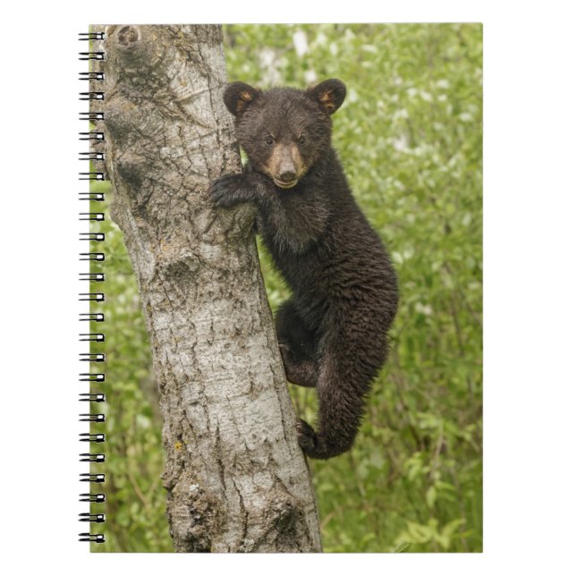 Caderno Espiral Urso Negro Em Árvore (Frente)