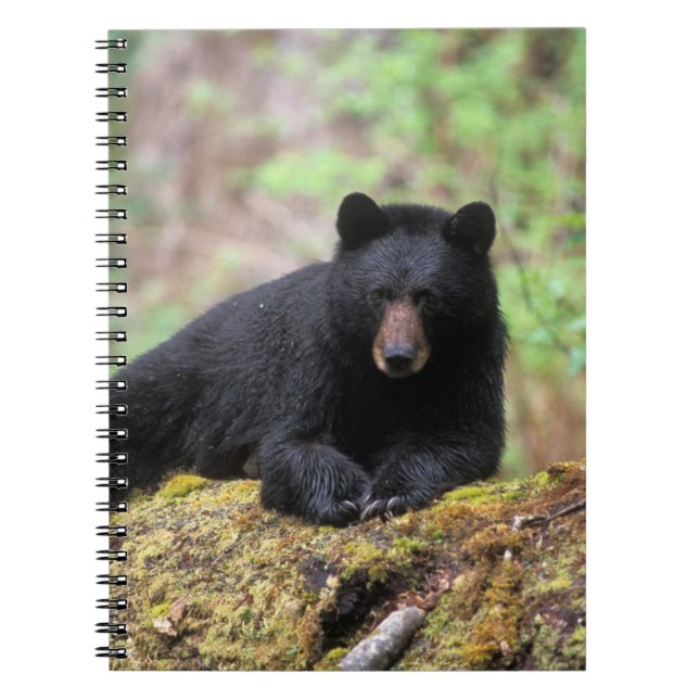 Caderno Espiral Urso negro em um antigo tronco de crescimento no (Frente)