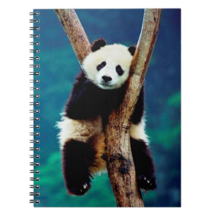 Caderno Espiral Urso Panda Bonito
